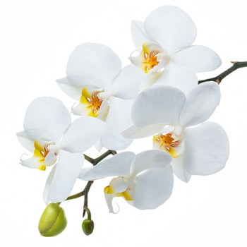 Стол обеденный Танго белый/Орхидея в Вилюйске - vilyujsk.mebel54.com | фото